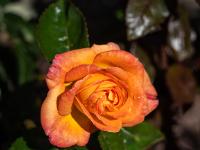 Rosenblüte am Friedhof - Svaneke
